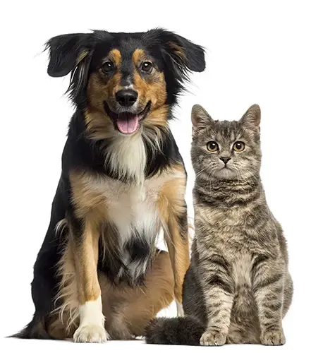 Cat and dog sitting together