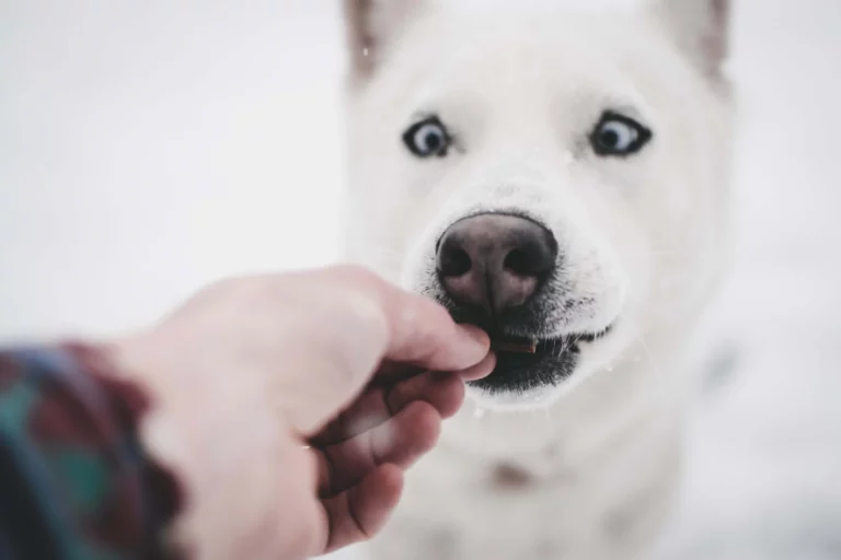 dog with white fur being given a treat